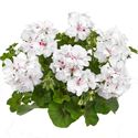 Afbeelding van Geranium Hang P12 Double Royal White "kleurtonend"